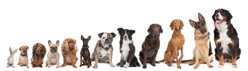 Ein Hund ist ein Herz auf vier Pfoten